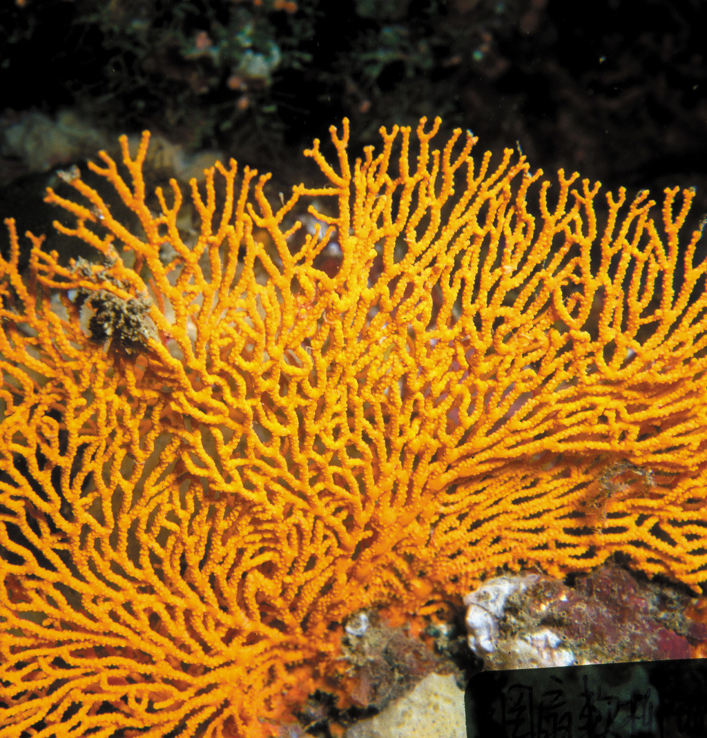 網扇軟柳珊瑚