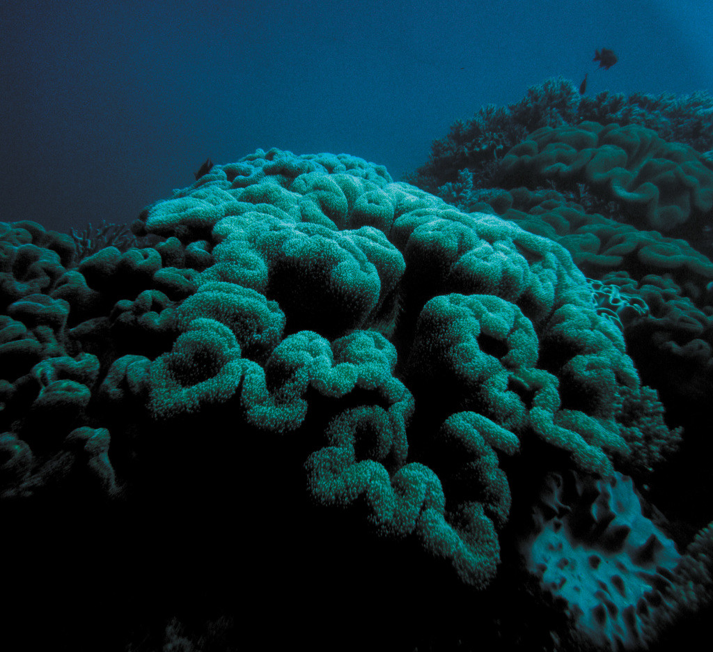 肉質軟珊瑚