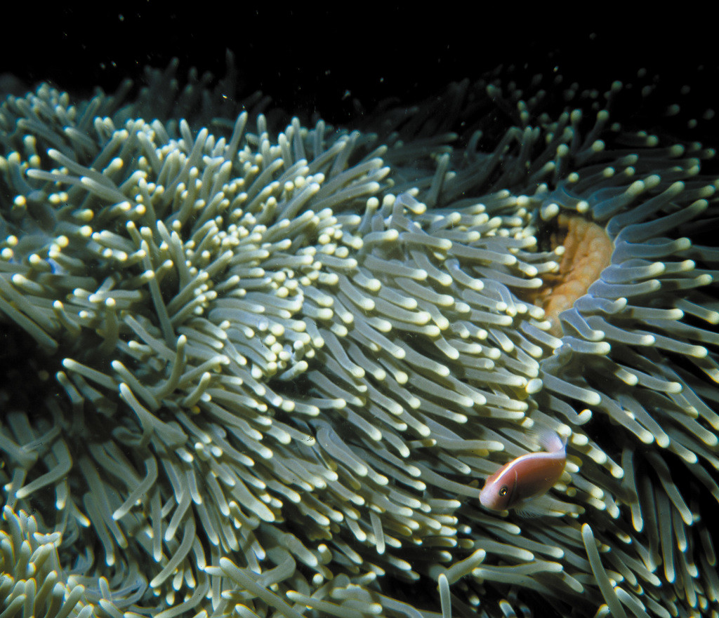 束形真葉珊瑚