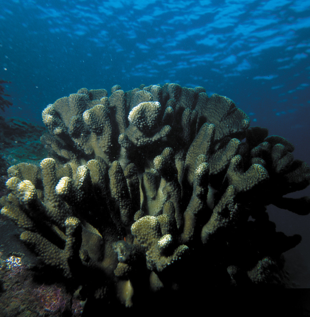巨枝鹿角珊瑚