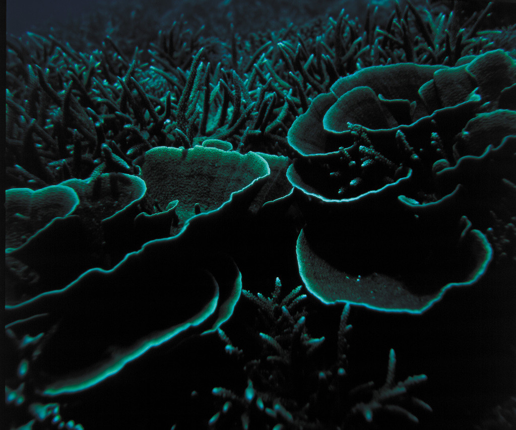 癭葉表孔珊瑚