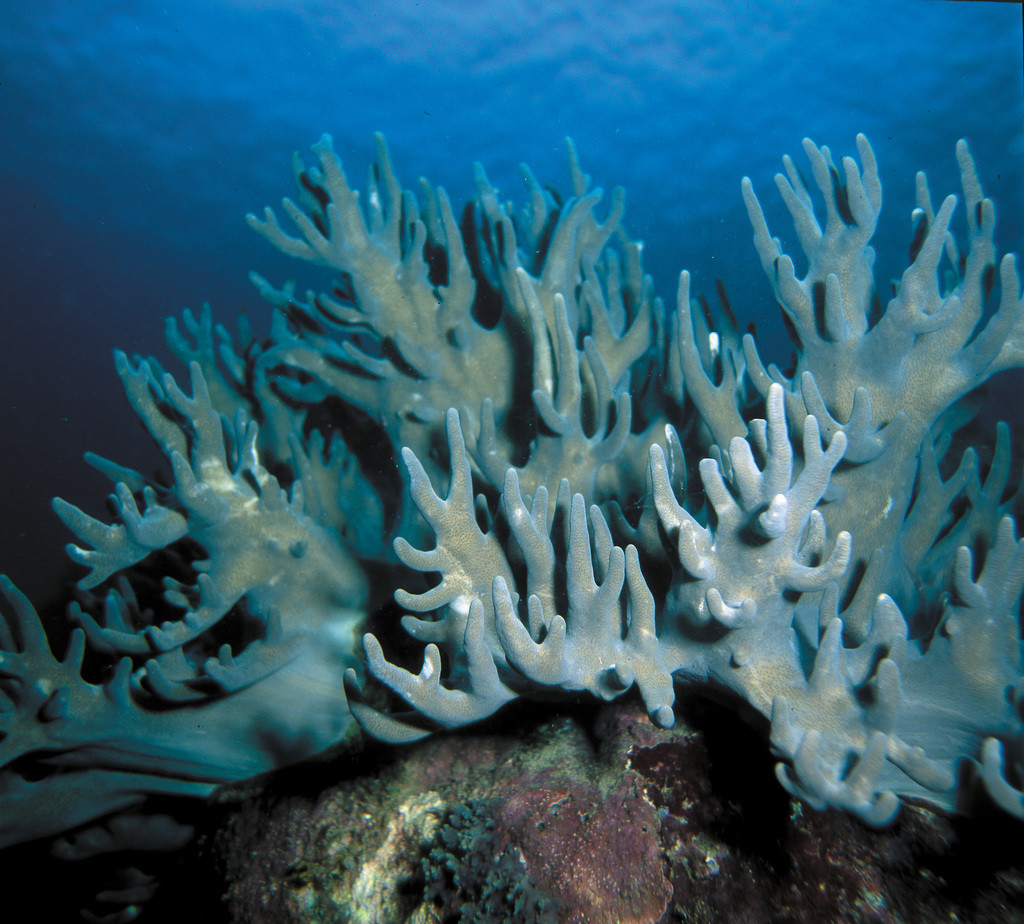 指形軟珊瑚