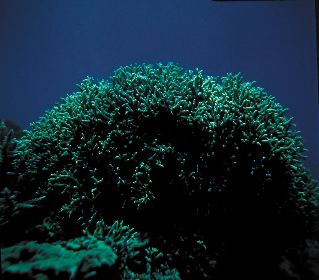 尖枝列孔珊瑚