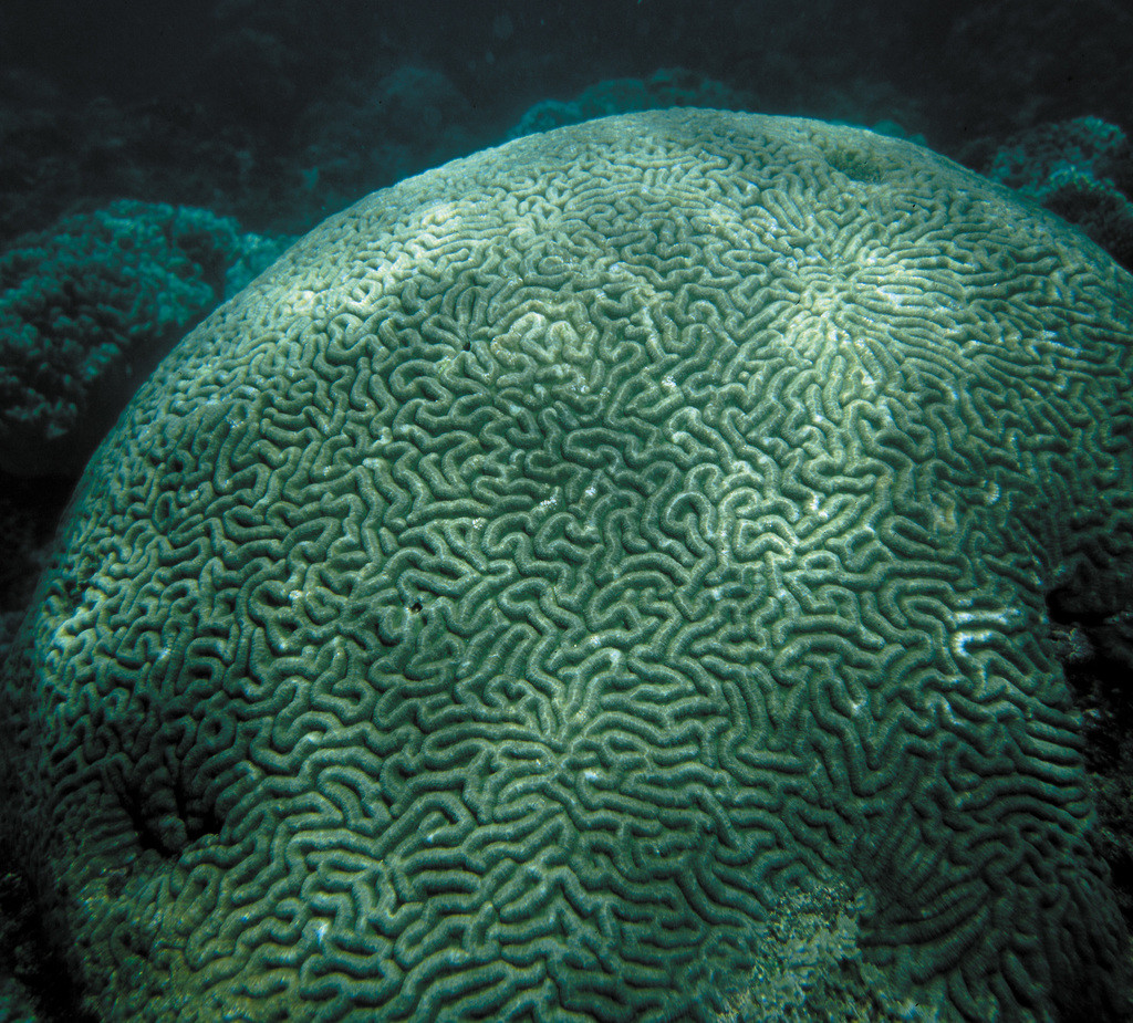 迷紋珊瑚