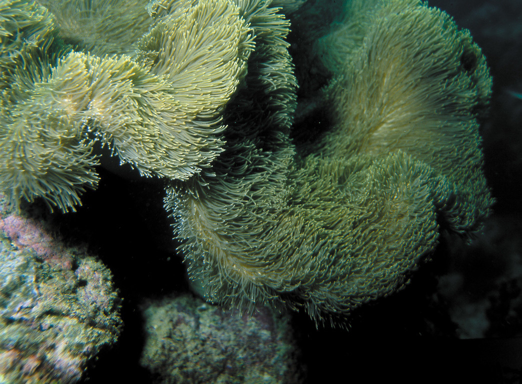 花環肉質軟珊瑚