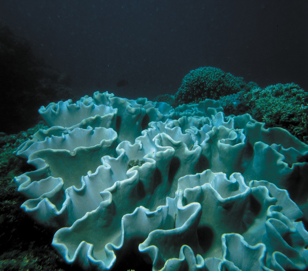 肉葉軟珊瑚