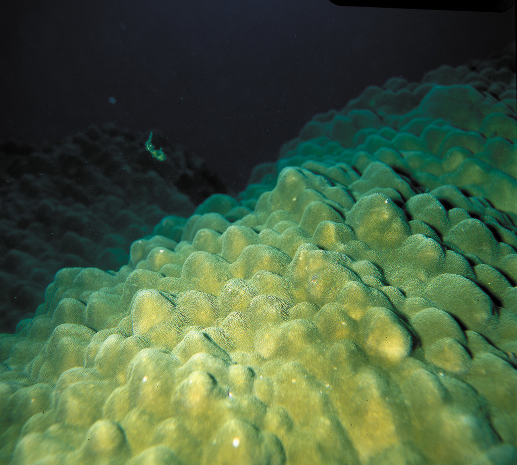鐘形微孔珊瑚