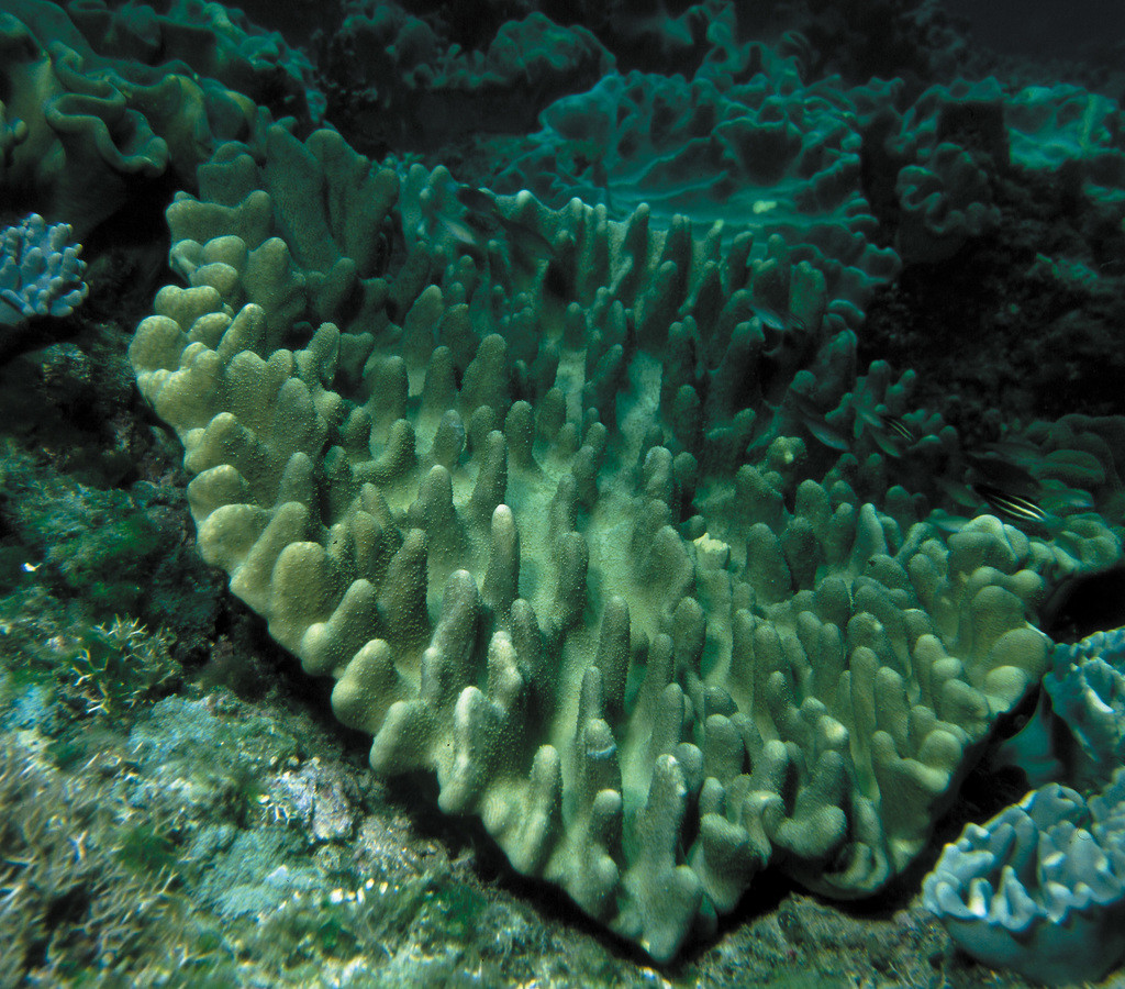 簡單葉形軟珊瑚