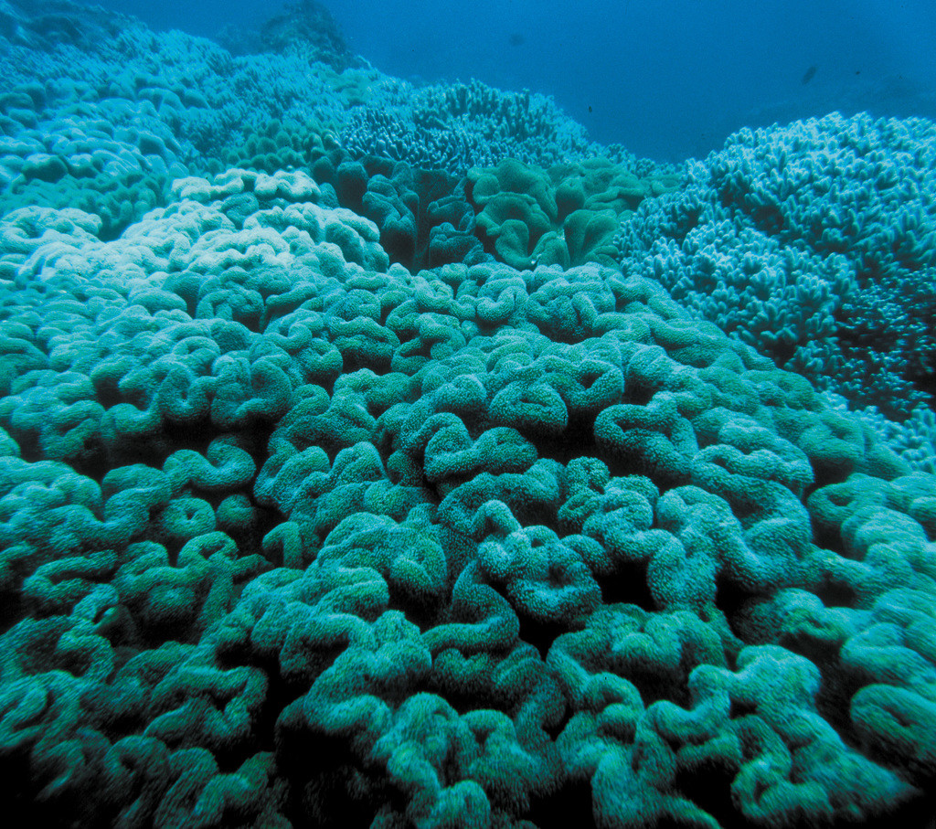 花環肉質軟珊瑚