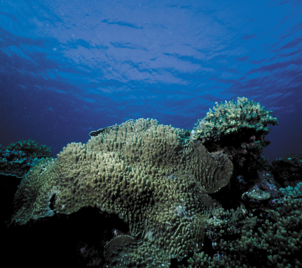 葉形軟珊瑚