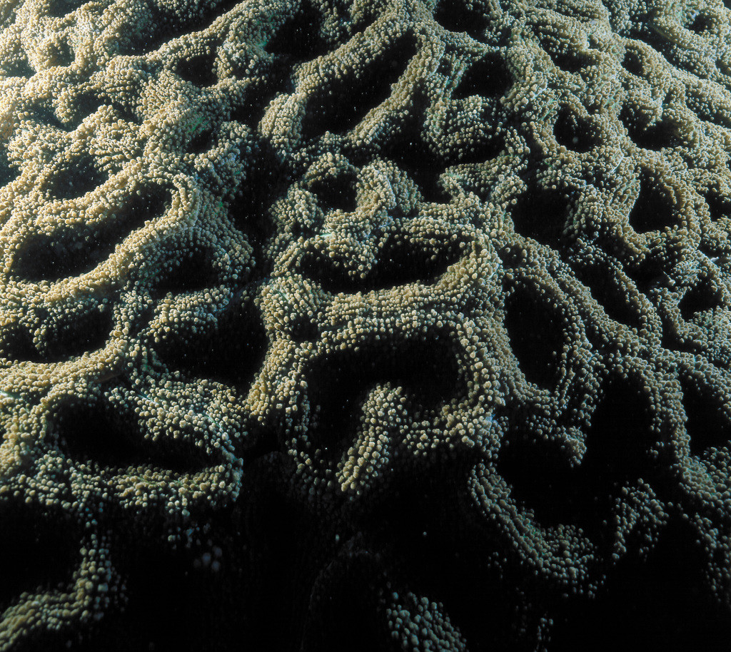 盔瓣葉珊瑚