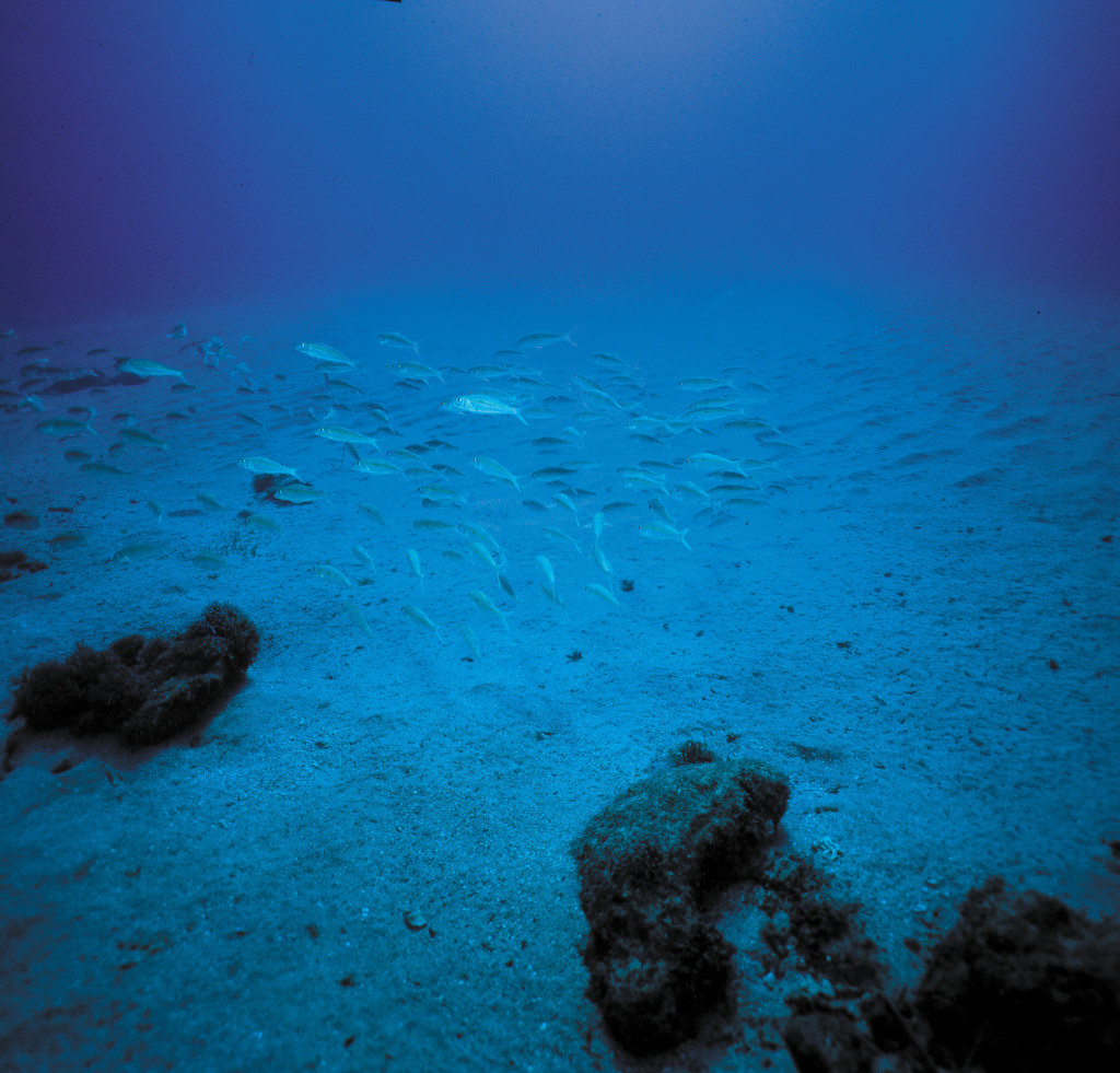 海緋鯉