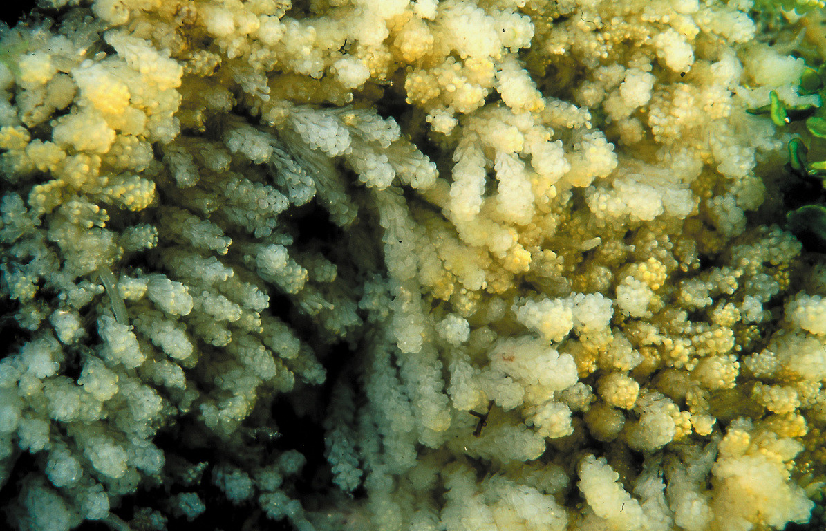趾軸孔珊瑚