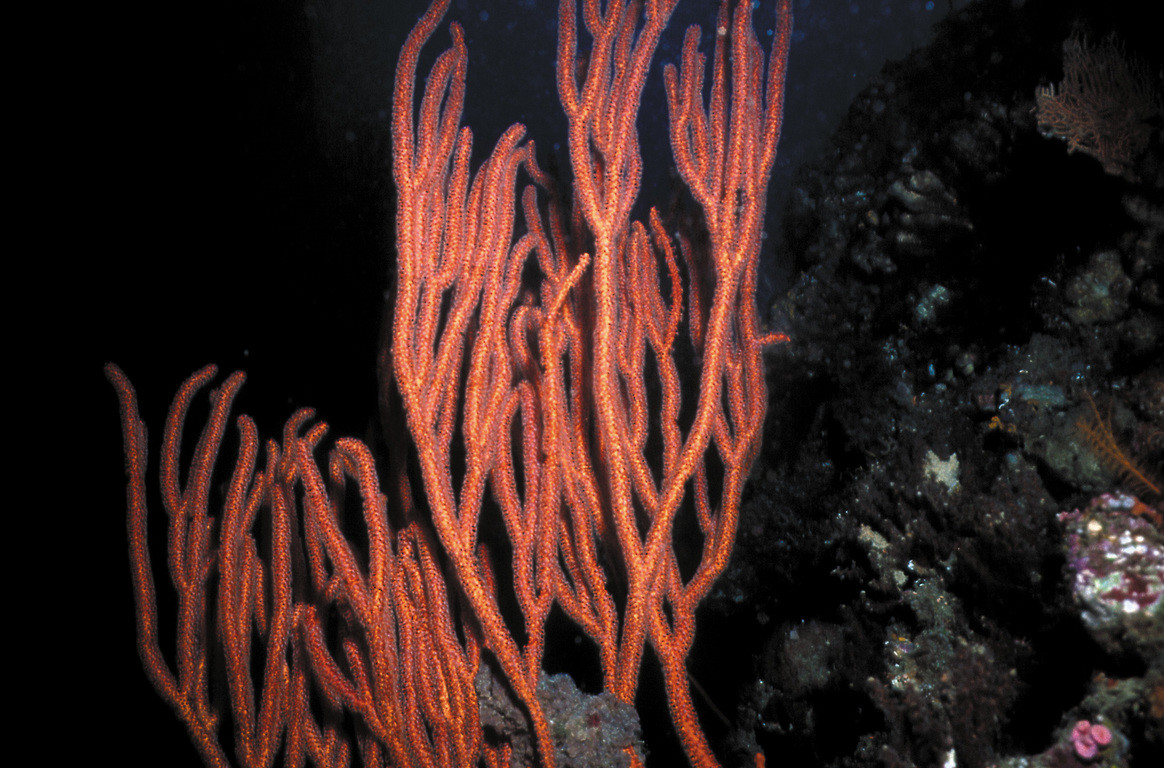 強韌鞭珊瑚