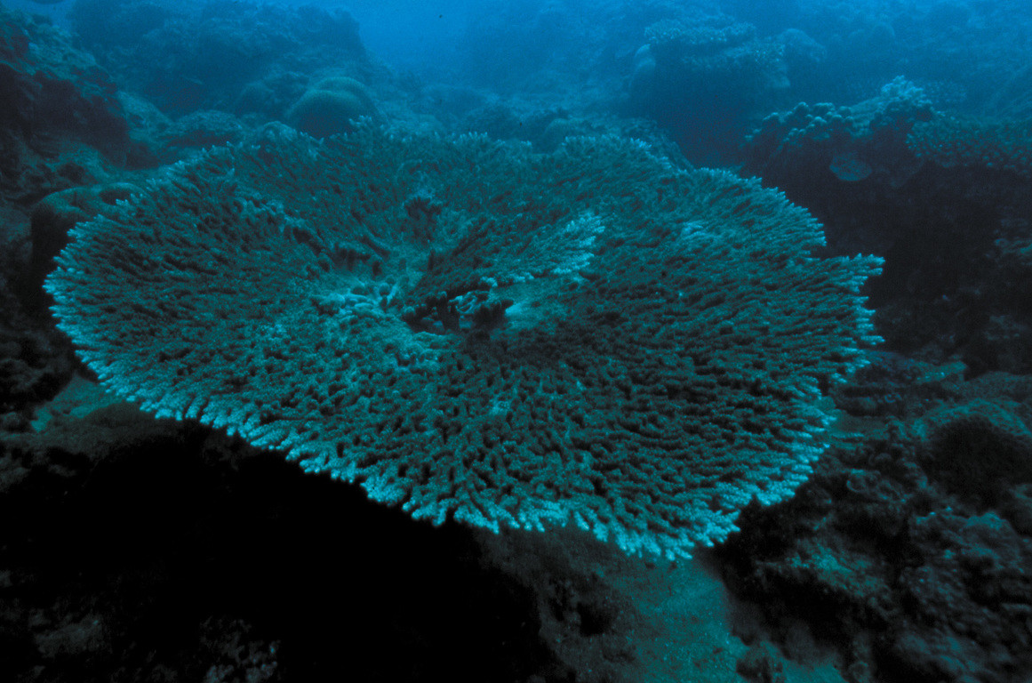 桌型軸孔珊瑚