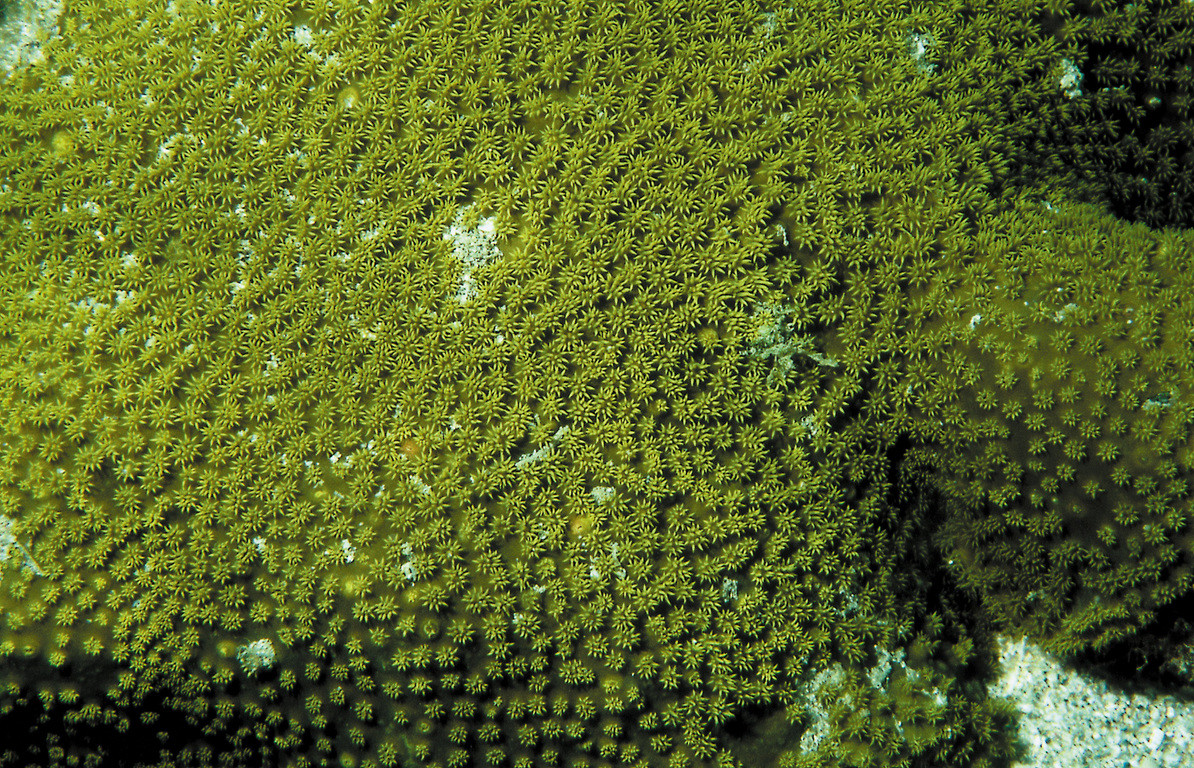 微孔珊瑚