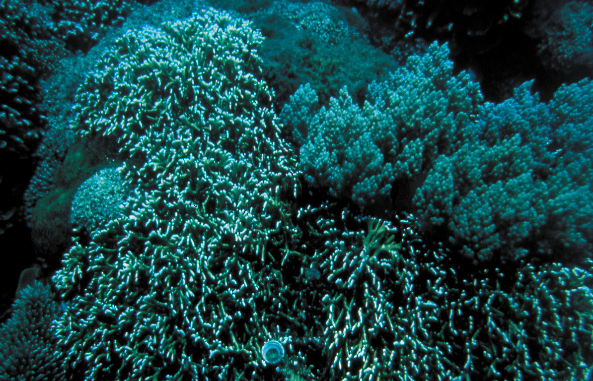 兩叉千孔珊瑚