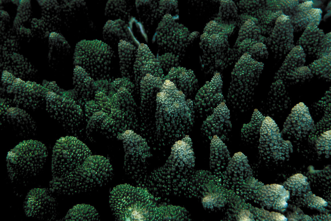 指軸孔珊瑚