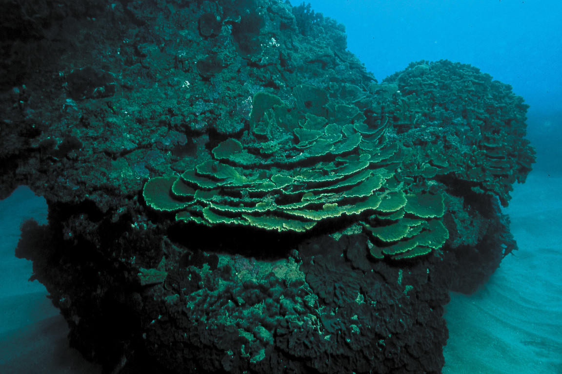 葉形柔紋珊瑚