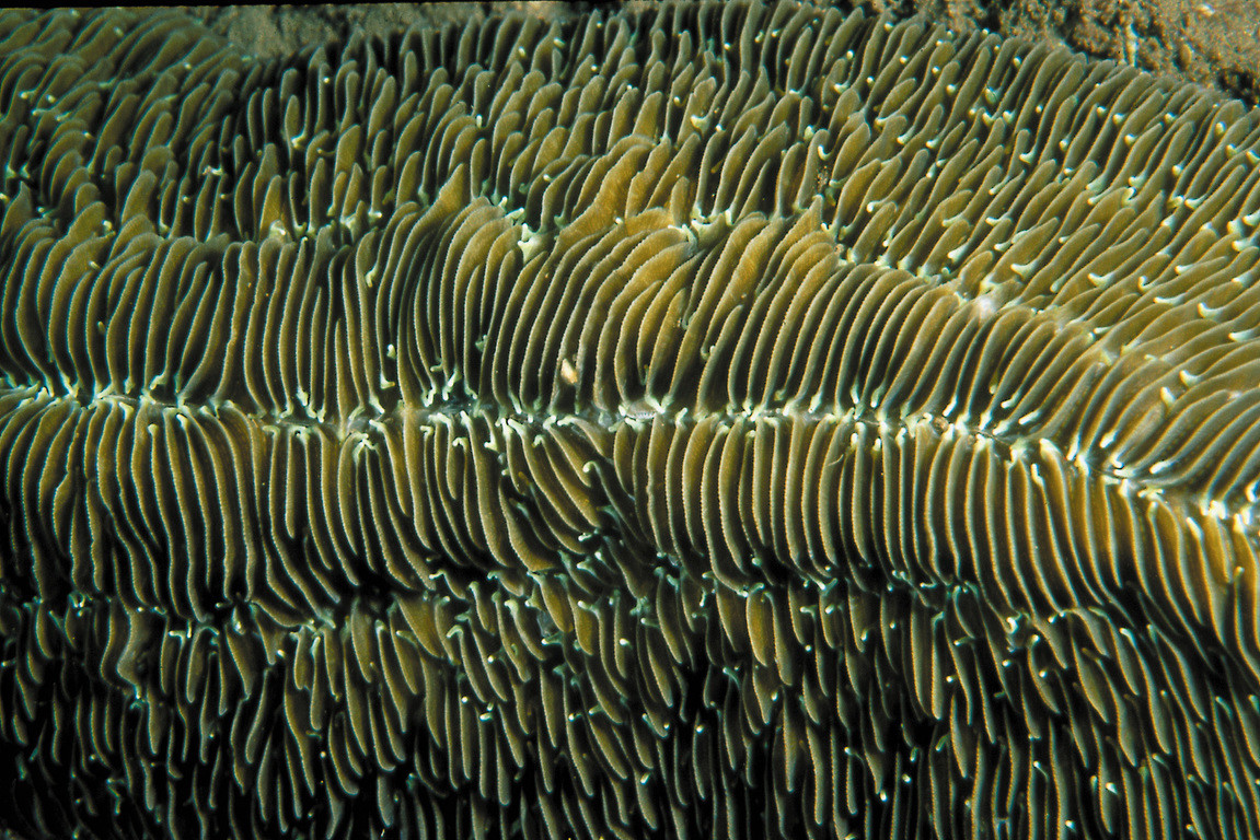 蛞蝓石珊瑚