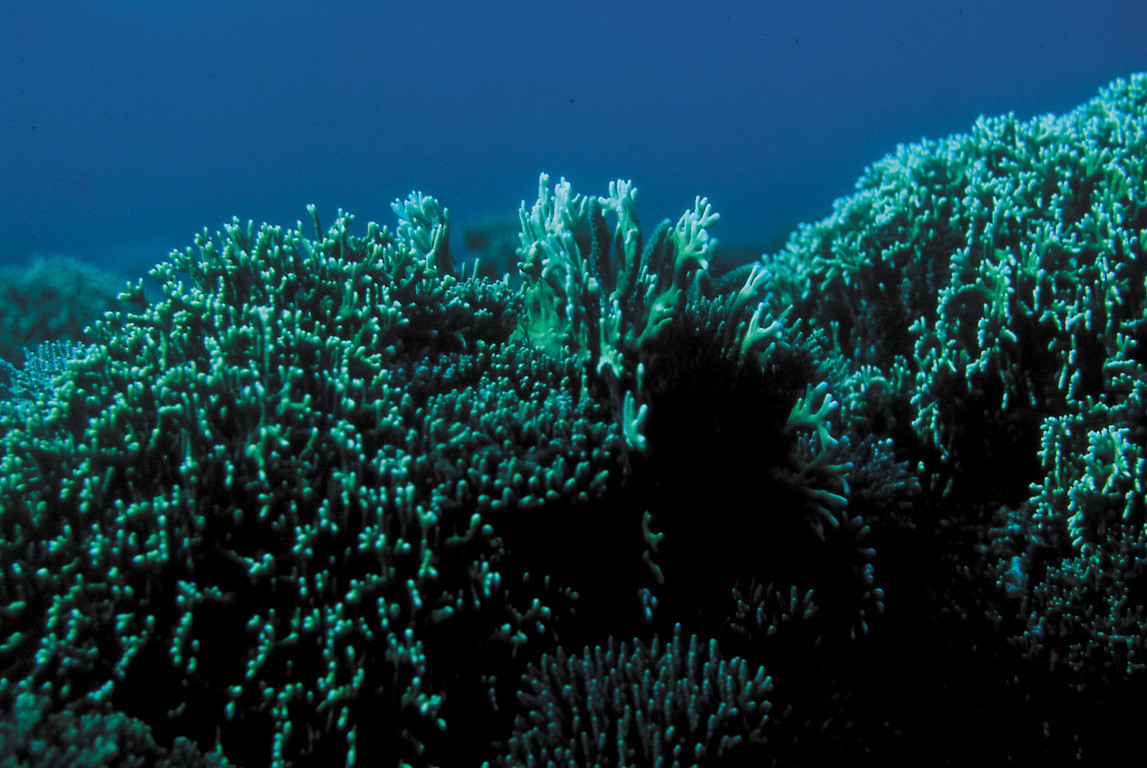 兩叉千孔珊瑚
