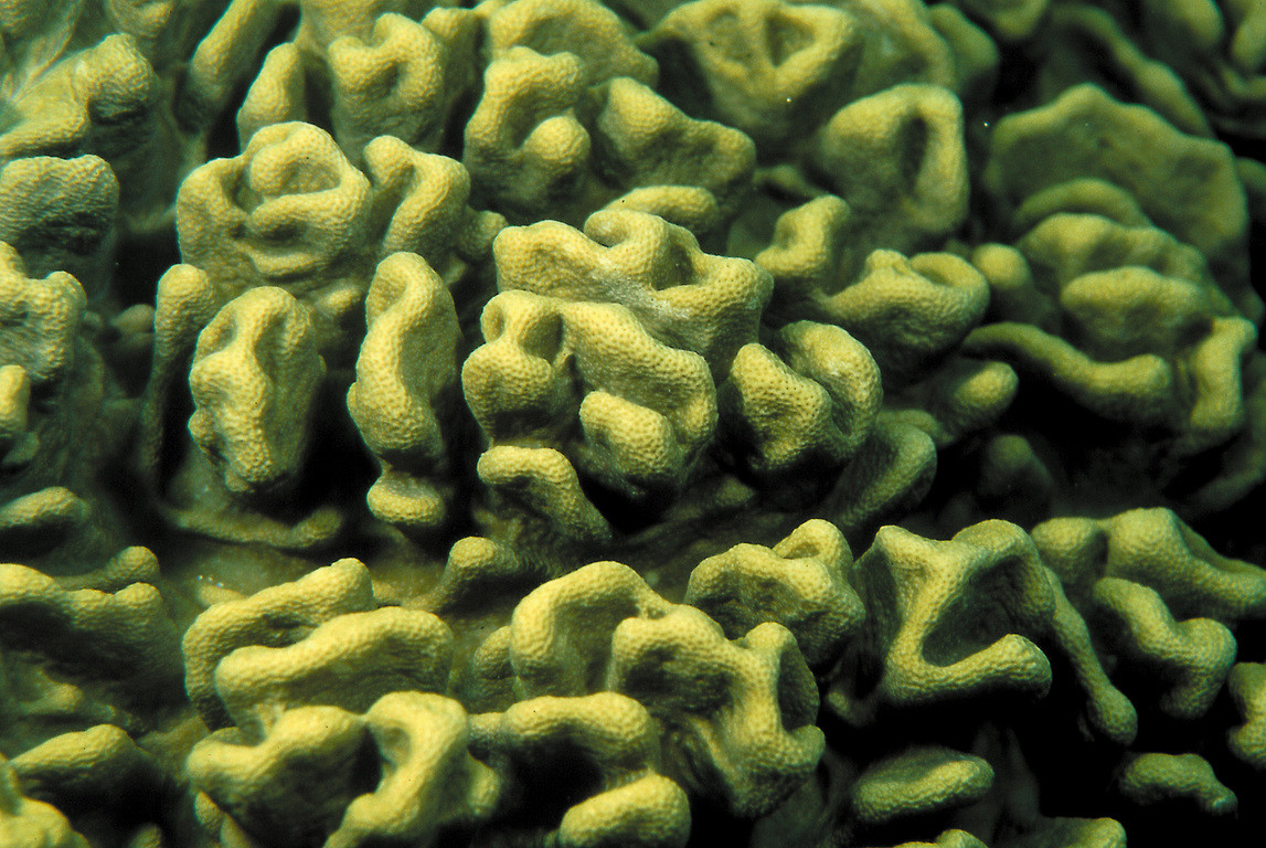 簡單指形軟珊瑚