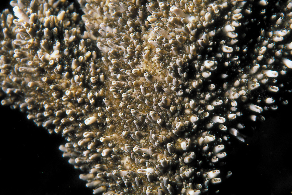 指形軟珊瑚
