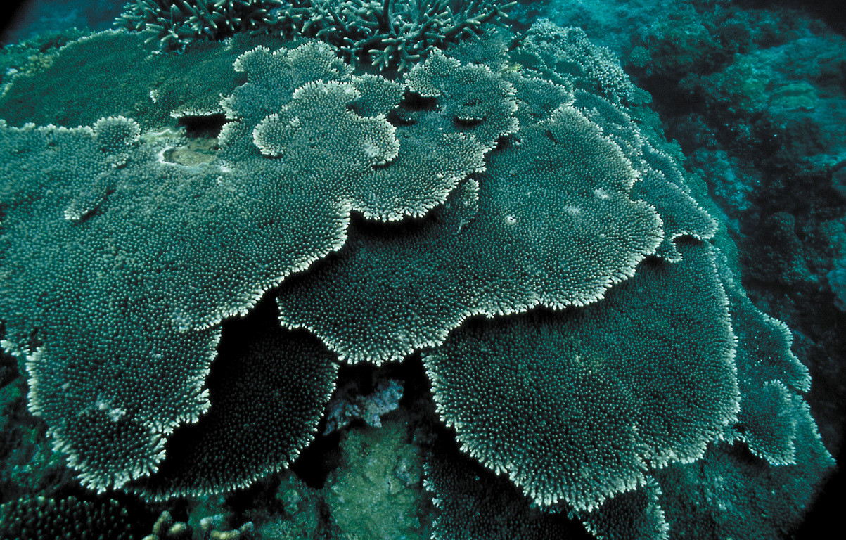 桌形軸孔珊瑚