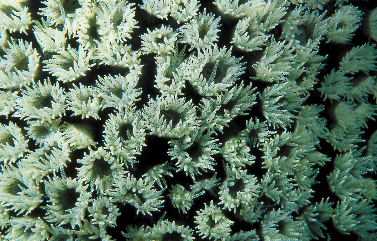 笠珊瑚