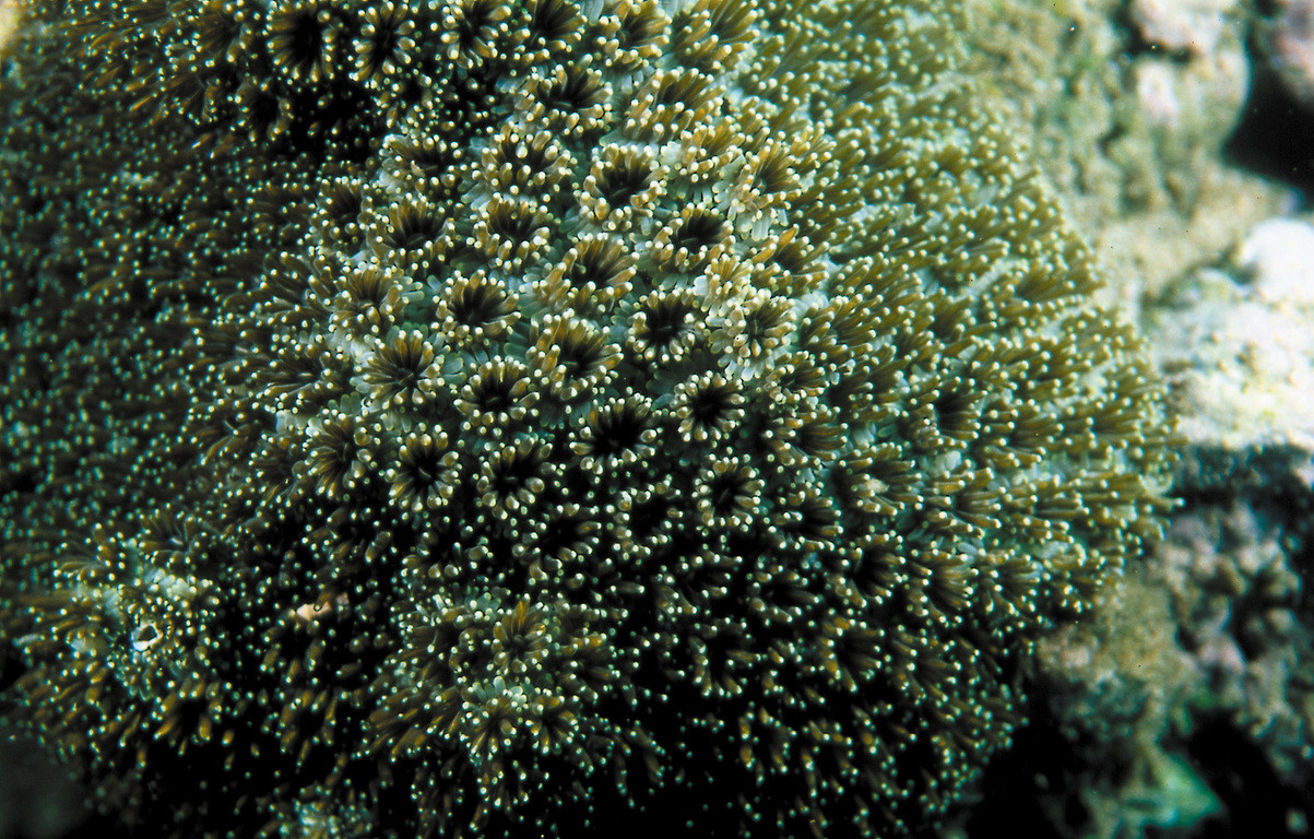 叢生棘杯珊瑚