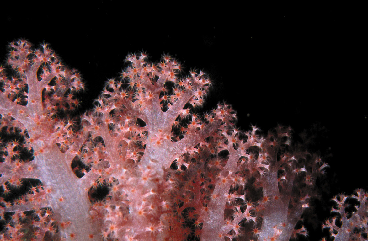 棘穗軟珊瑚