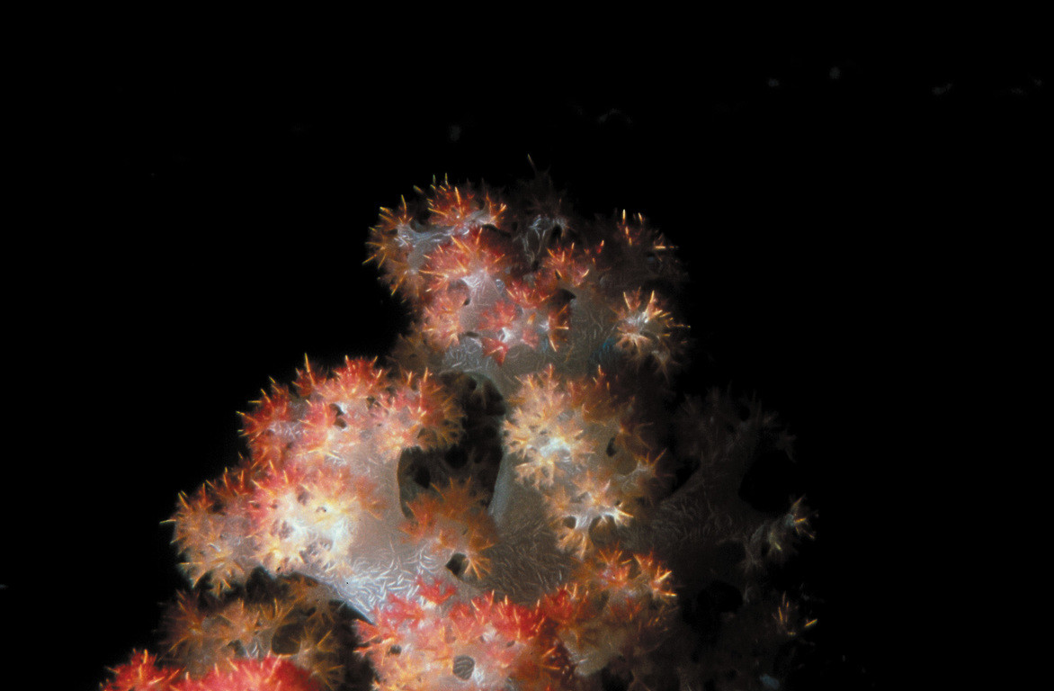 棘穗軟珊瑚