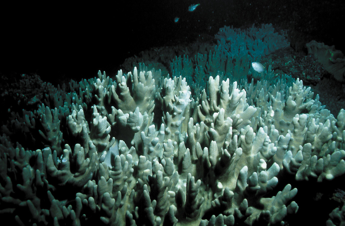 巨大指形軟珊瑚
