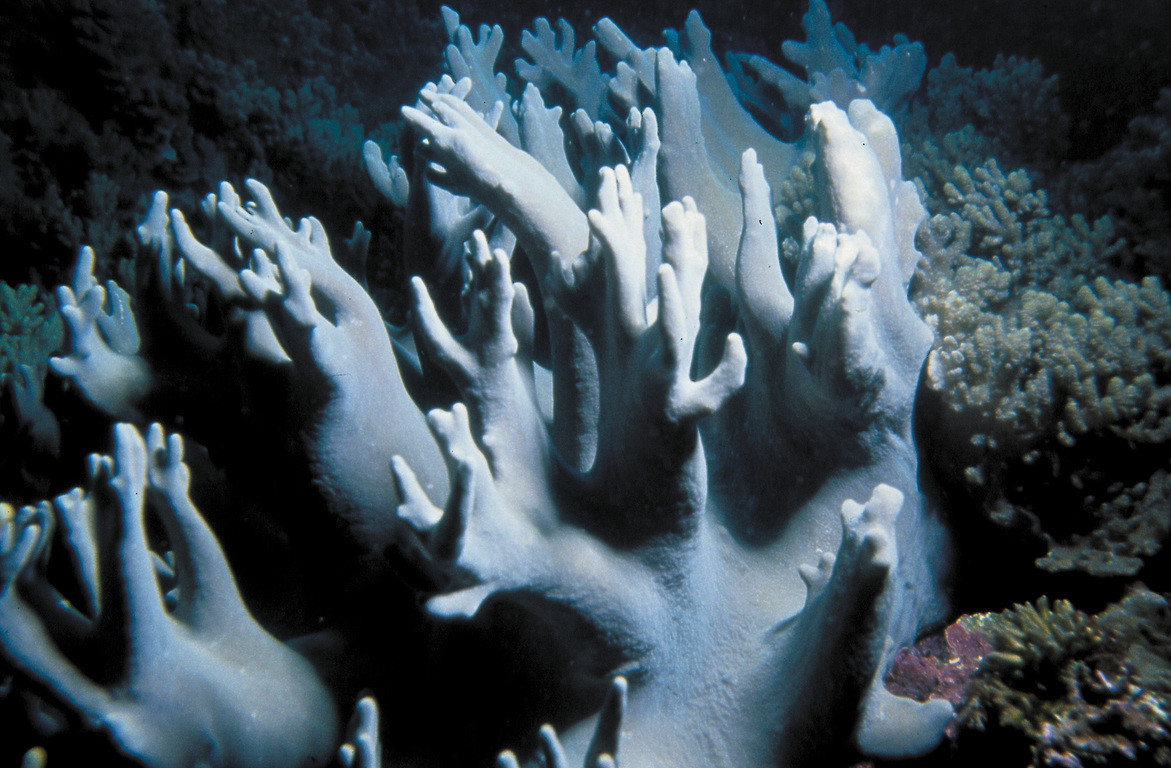 巨大指形軟珊瑚