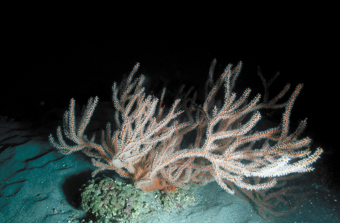 軟木軟柳珊瑚
