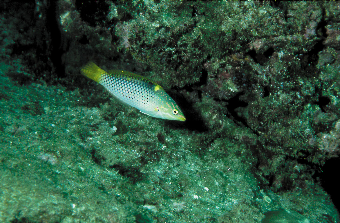 雲斑海豬魚