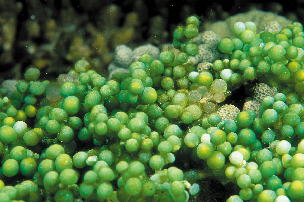 總狀蕨藻