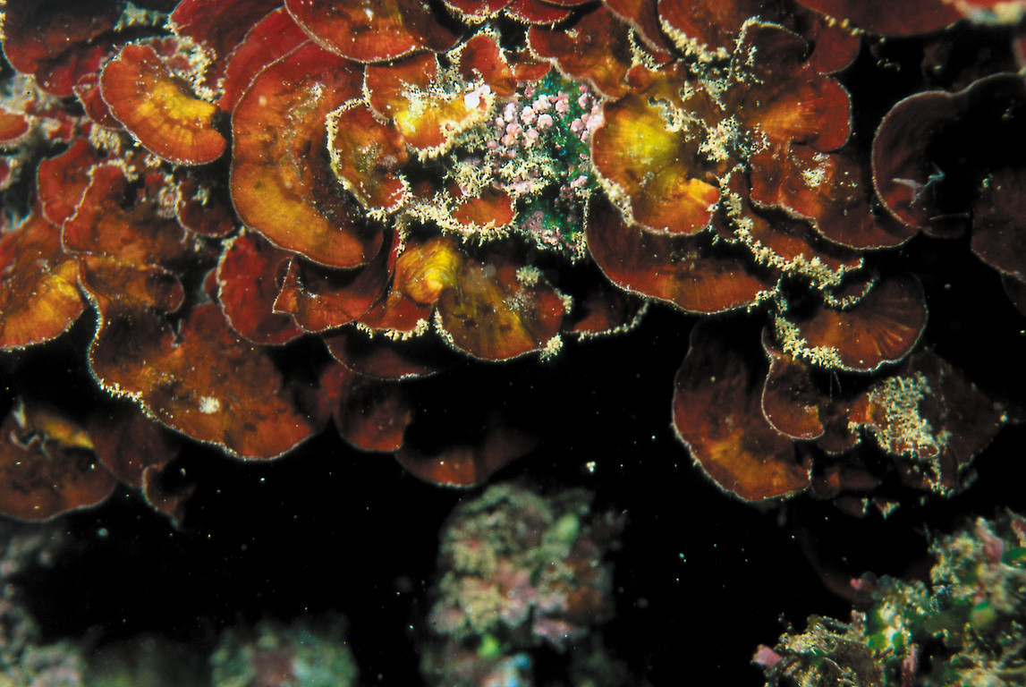 耳殼藻