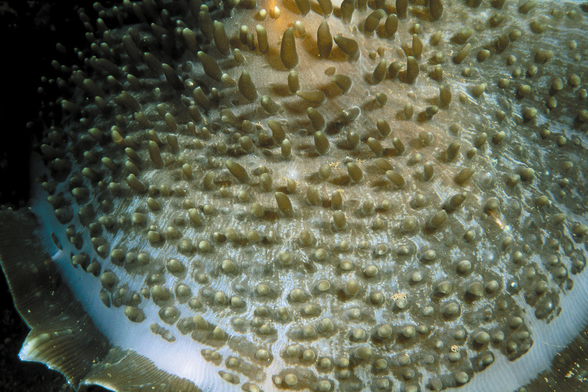 膜形圓船海葵
