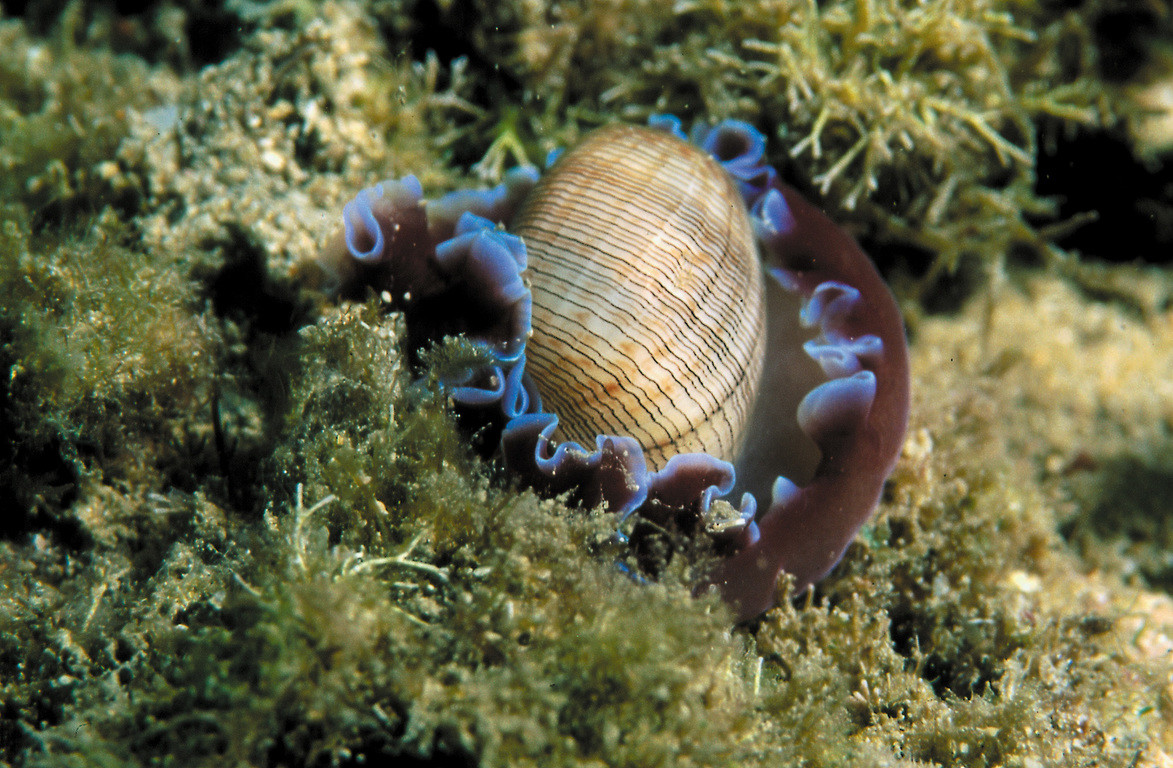 密紋泡螺