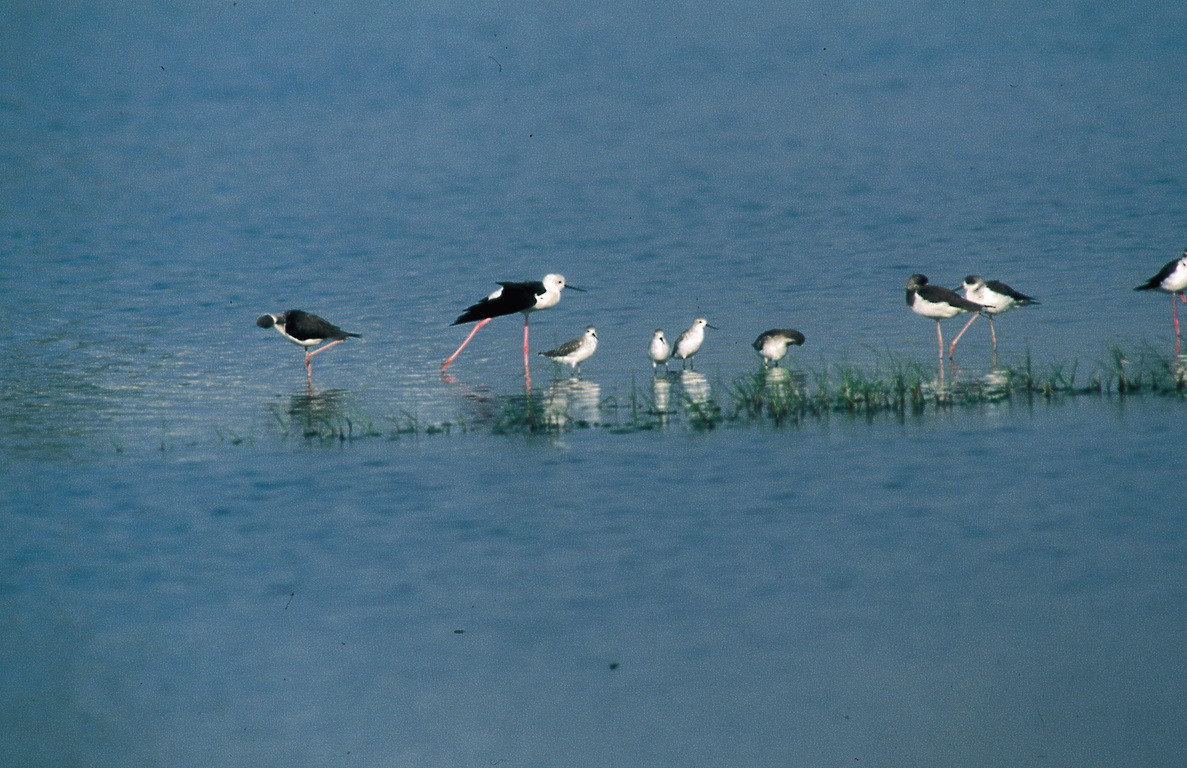 台南河口水域生態,高蹺行鳥