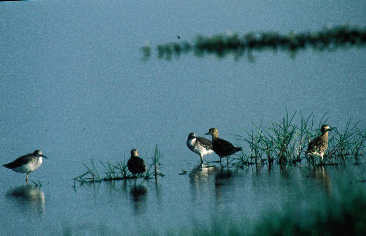 台南河口水域生態,鷸科鳥