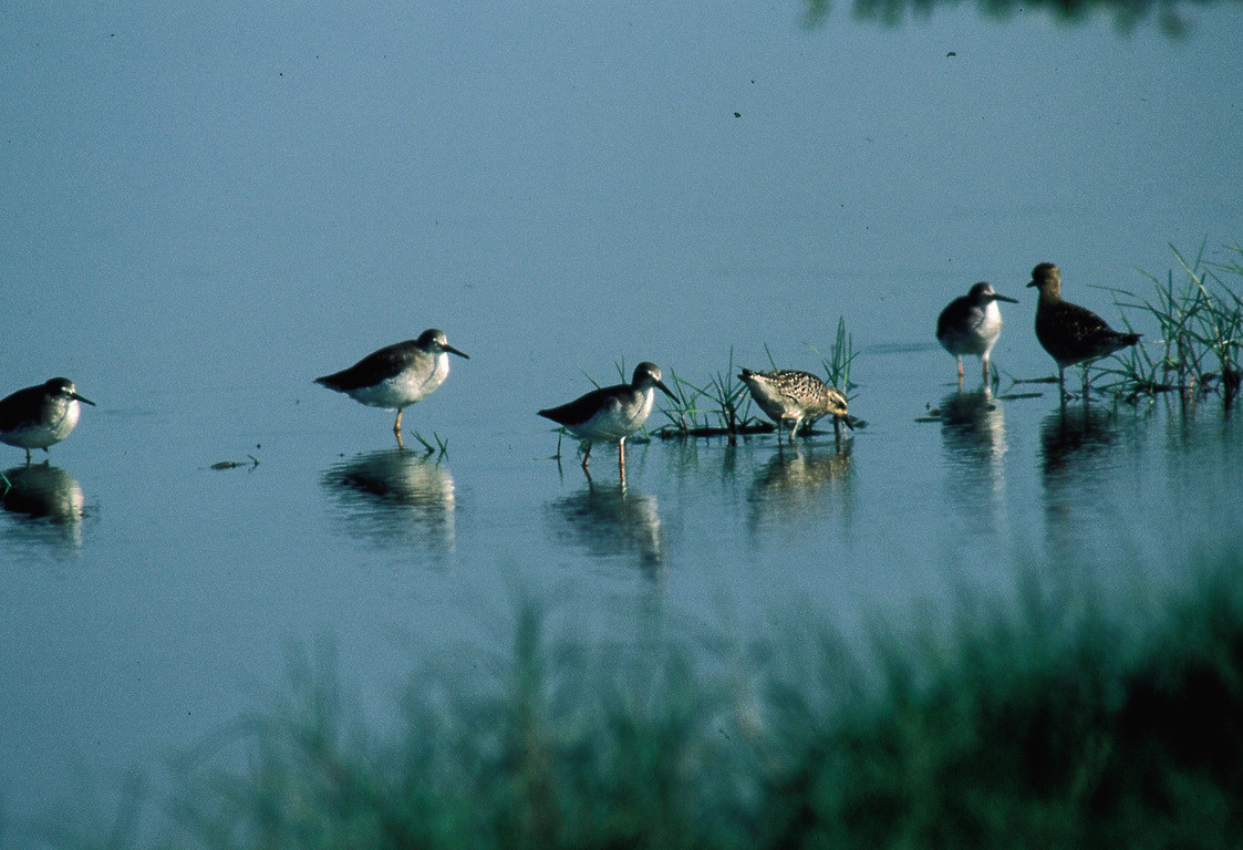 台南河口水域生態,鷸科鳥