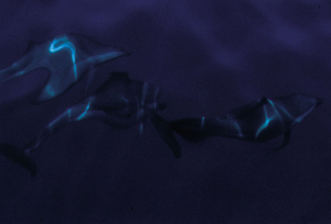熱帶點斑原海豚