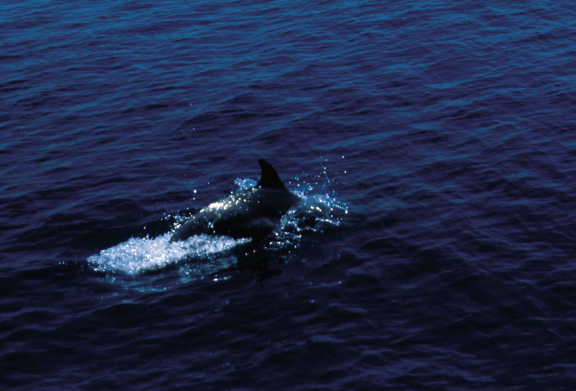 熱帶點斑原海豚