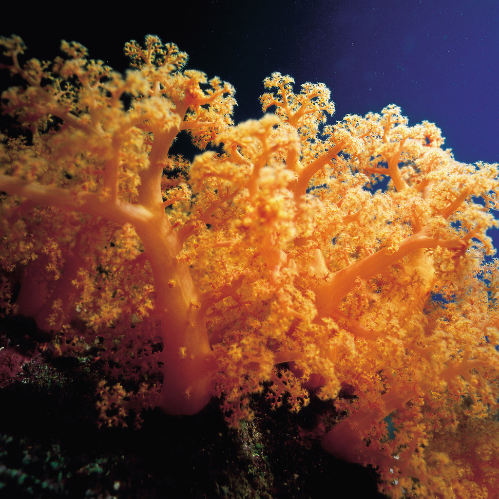 穗形軟珊瑚
