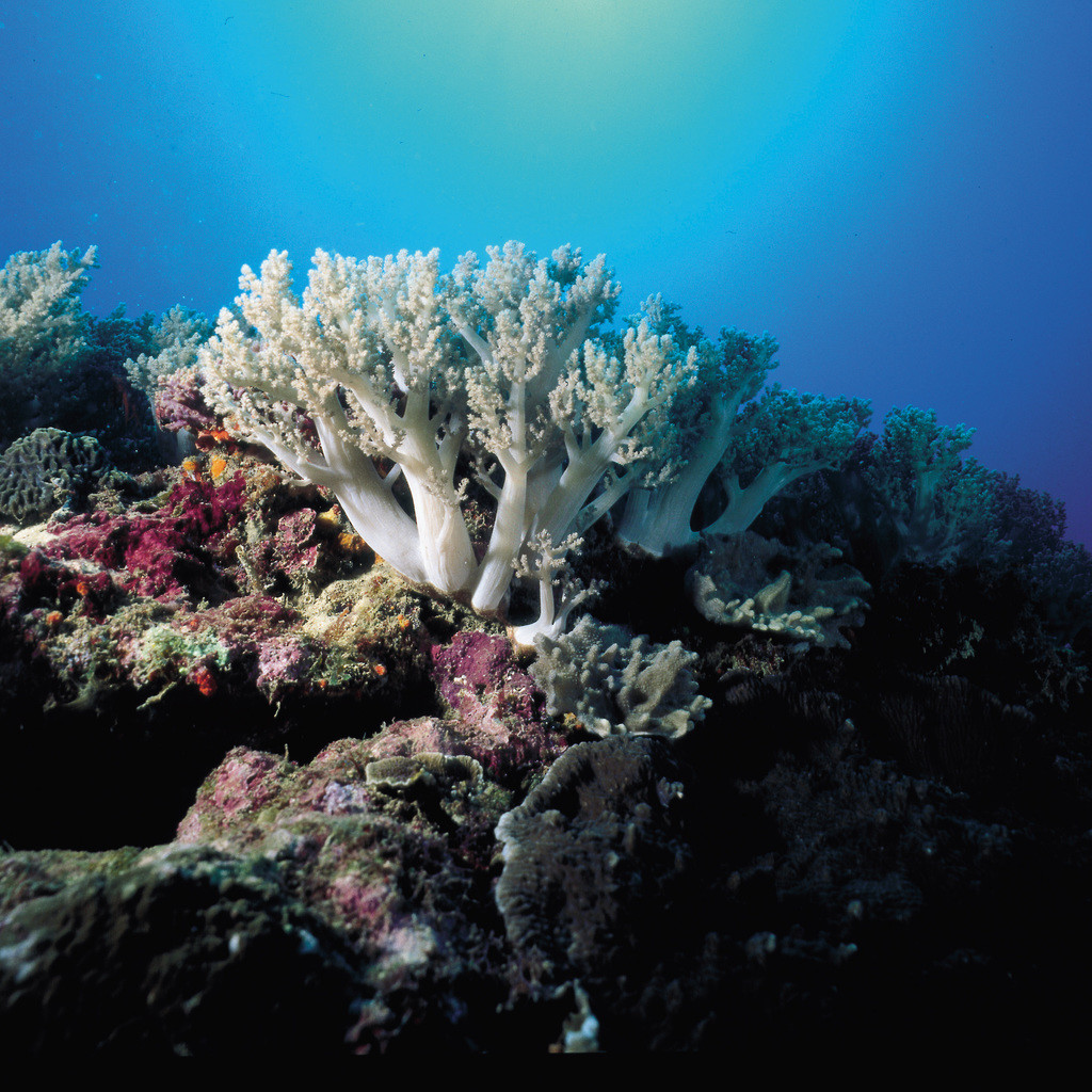 穗形珊瑚