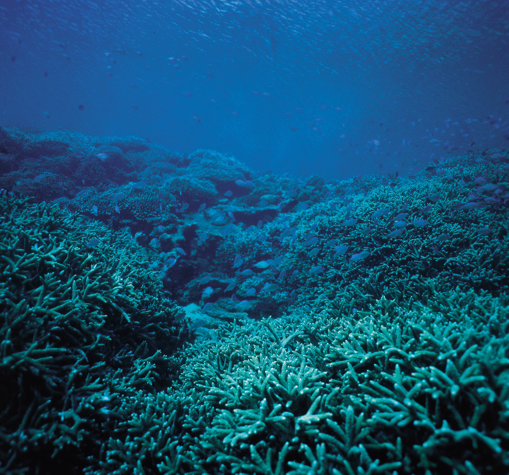 鹿枝軸孔珊瑚