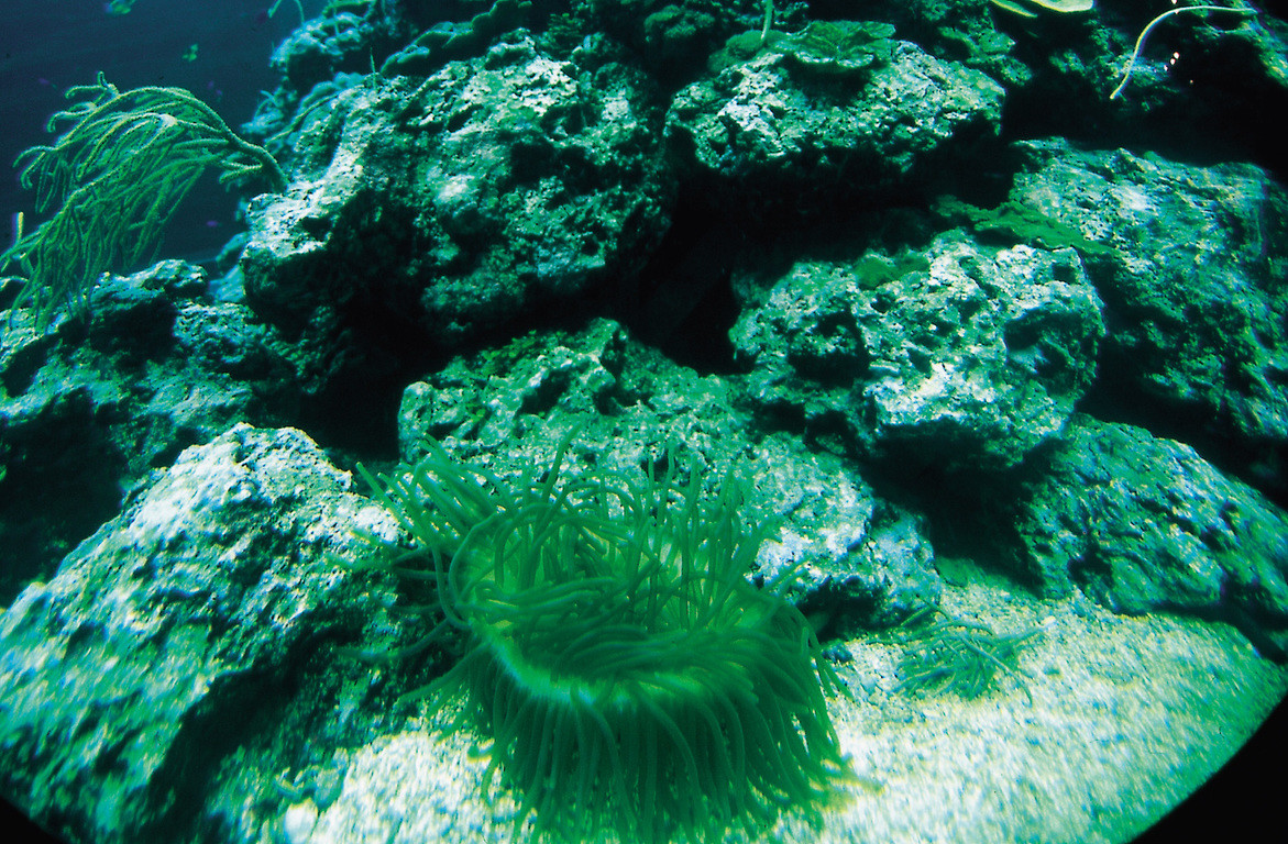 柳珊瑚缸
