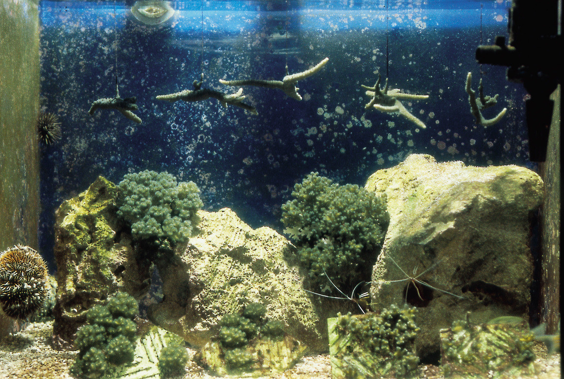 珊瑚礁保育